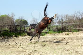 brown stallion kicking in paddock