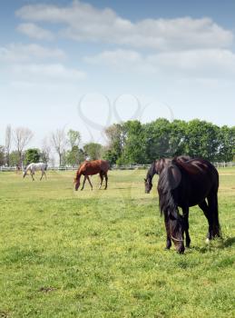 herd of horses ranch scene
