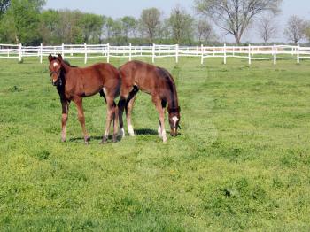 two brown foals in corral