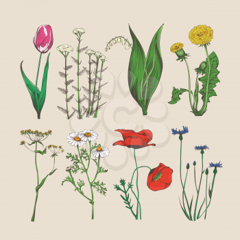 Vintage flowers and herbs. Vector hand drawn flowers and herbs illustration