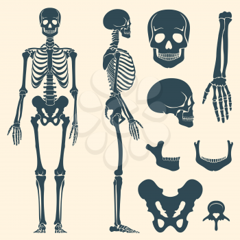 Human bones skeleton silhouette vector. Set of bones, illustration spine and skull bones