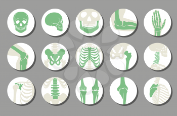 Orthopedic and spine vector icons. Human bone of illustration and anatomy skeleton bone x-ray image