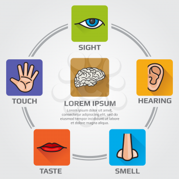 Five human senses smell, sight, hearing, taste, sensory. Vector infographics sence with nose, hand, mouth, eye, ear icons. Illustration of brain and himan senses