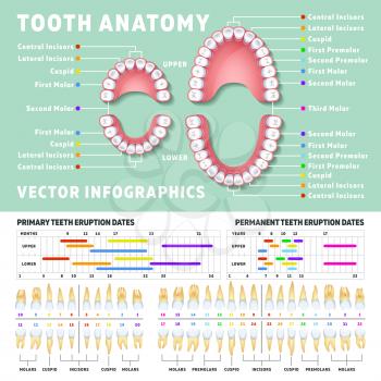 Orthodontist human tooth anatomy vector infographics with teeth diagrams. Medical dental diagram illustration