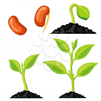 Plant growth stages from seed to sprout. Organic growing plant, nature green plant isolated. Vector illustration