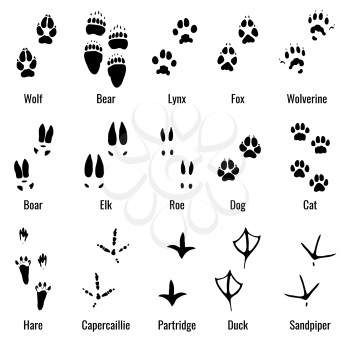 Wildlife animals, reptiles and birds footprint, animal paw prints vector set. Footprints of variety of animals, illustration of black silhouette footprints