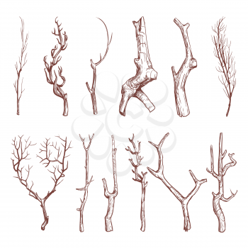 Sketch wood twigs, broken tree branches vector set. Botany wood twig, collection of sketch dry twig limb illustration