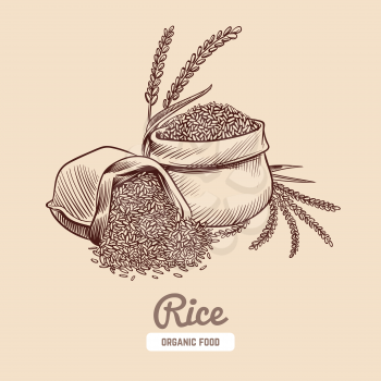 Rice background. Hand drawn bowl with rice grains and ears. Japanese food vector concept. Illustration of rice grain, seed in sack
