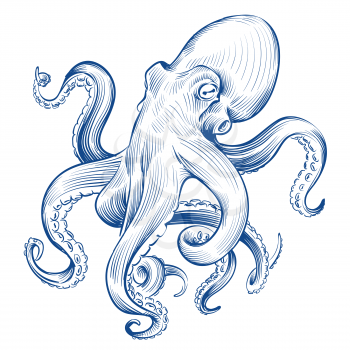 Vintage octopus. Hand drawn squid engraved ocean animal. Etching octopus vector illustration. Squid octopus animal, marine seafood