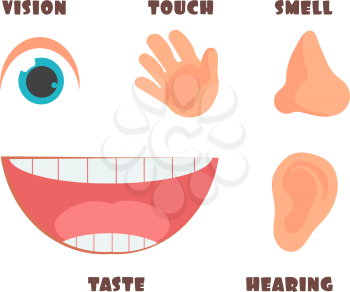 Human senses cartoon vector icons with eye, nose, ear, hand, and mouth symbols. Human taste and sensory illustration