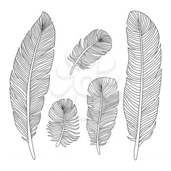 Hand drawn feathers outline silhouettes isolated on white background. Vector illustration