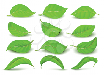 Realistic green tea leaves with water drops isolated on white vector set. Green tea leaf, natural freshness illustration