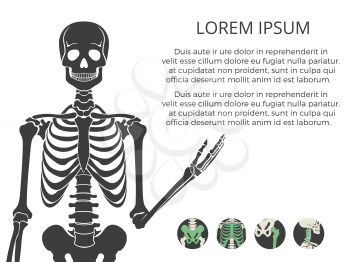 Medicinal poster or banner with human skeletone and bones. Vector illustration