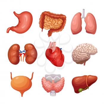 Human internal organs. Stomach and lungs, kidneys and heart, brain and liver. Body parts vector anatomy set. Illustration health organ collection for system