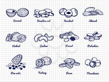 Nuts sketch. Hand drawn popular nuts vector of set with name isolated on white illustration