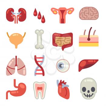 Human internal organs flat vector icons. Set of vital organs, illustration of brain, stomach and heart organ