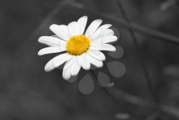 Close up photo of single camomile on blured black background