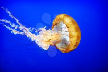 Orange jellyfish (Chrysaora fuscescens or Pacific sea nettle) in blue ocean water