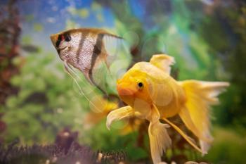 Tropical colorful fishes swimming in aquarium with plants