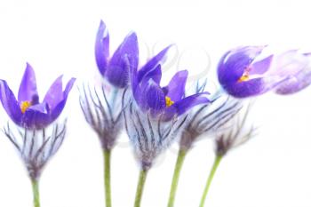 Violet flowers (Pulsatilla patens) isolated on white background