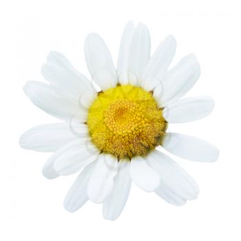 Beautiful flower daisy (chamomile) isolated on white background