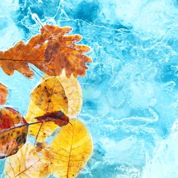 Fallen autumn leaves in the ice. Winter background