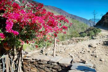 Red flowers in Tibetan village and Himalayan mountains. 