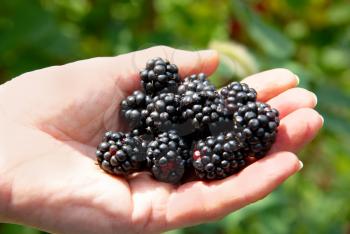 Stack of blackberry in a hand.