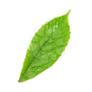 Green wet chestnut leaf isolated on white background