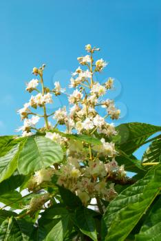 White chestnut flower branch with blue sky background