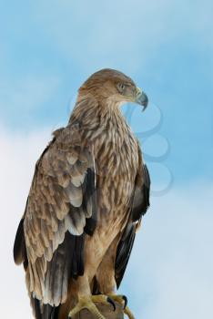 A hawk eagle on the blue sky background.