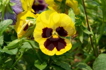 Pansy and yellow flowers in the garden