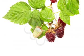 Blackberries with green leaves isolated on white