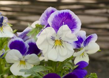 Beautiful pansy viola flower in garden. Pansies close up. Bright flower. Fun blossoming spring flowers.