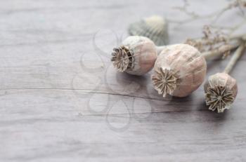 Dry poppy heads - photo on a wooden background in pastel hazy colors.