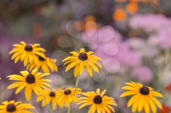 Rudbekia flowers on a rough background with a boke. The photo is autumn