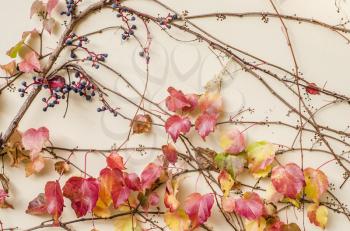 Autumnal ornamental grapes on the background of a light wall. Autumn seasonal photo.