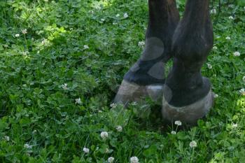 Horse hooves on the lawn. Horse grazing.