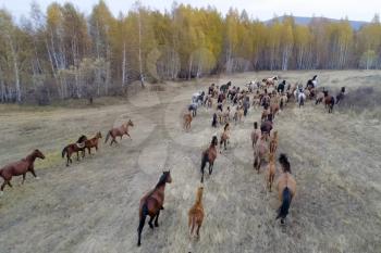 The herd of horses in autumn on pasture, grazing horses.