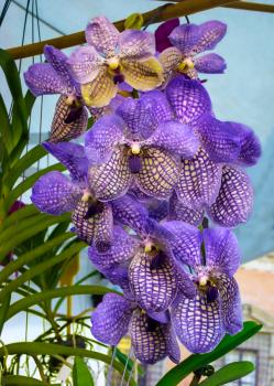 Beautiful tropical flowers violet blue orchid Vanda coerulea