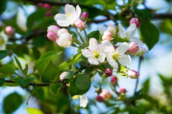 Apple blossoms, selective focus. Apple tree.  Apple blossom. Spring flowers. Apple orchard.