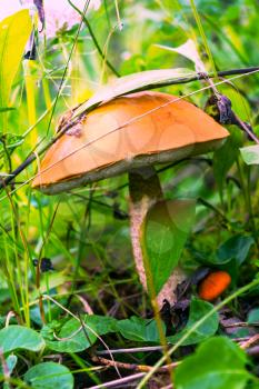 Forest picking mushrooms in the green grass.  Edible mushroom picking.  Leccinum scabrum. 
