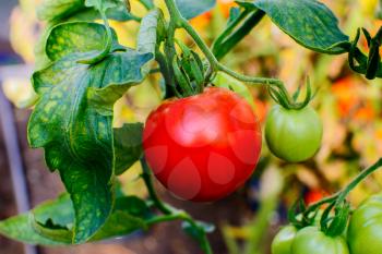Organic tomato growing in vegetable garden. Tomato growing in open ground. Healthy food concept.