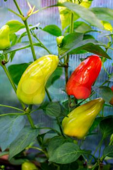 Red and green bell pepper growing in garden. Cultivated fresh vegetables. Bell paper in vegetable garden.