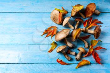 Thanksgiving or fall background with forest mushrooms and fall leaves. Fresh forest picking mushrooms on the blue wooden background.  Copy space.