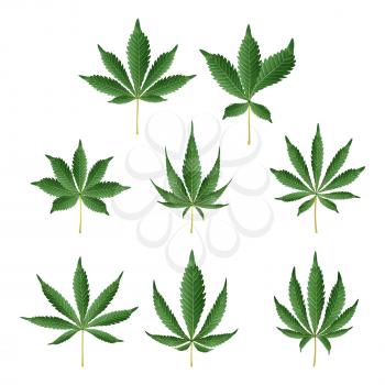 Marijuana Green Leaf Vector. Medicinal Herbs Collection. Cannabis Sativa or Cannabis Indica Illustration Isolated On White Background. Graphic Design Element For Printables, Web, Prints