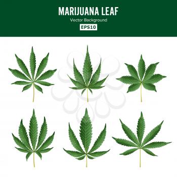 Marijuana Green Leaf Vector. Medicinal Herbs Collection. Cannabis Sativa or Cannabis Indica Illustration Isolated On White Background. Graphic Design Element For Printables, Web, Prints