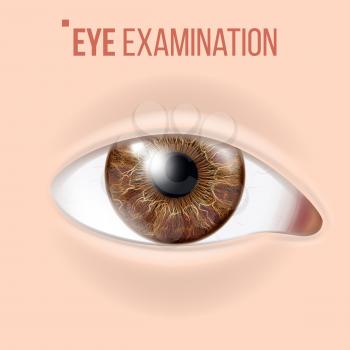 Human Eye Vector. Optometrist Check. Organ Test. Realistic Anatomy Illustration