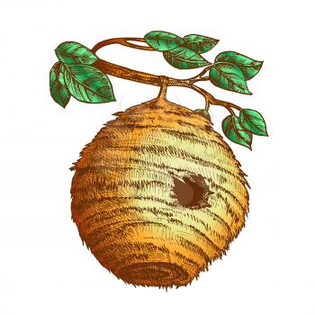 Bee Hive House Of Wild Insect On Branch Vector. Engraved Organic Nature Wax Bee Home Beehive With Circular Entrance For Flying Animal Colony On Leaves Tree. Color Illustration
