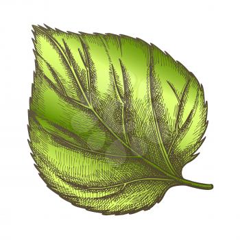 Nature Leaf Of Herbaceous Hop Plant Closeup . Leaf Of Liana Genus, Close Relatives Is Hemp And Cannabis. Detail Of Decorative And Climbing Branch. Color Hand Drawn Illustration